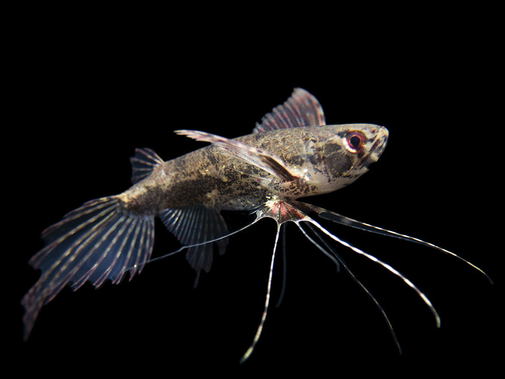 African Butterfly Fish (Pantodon buchholzi)