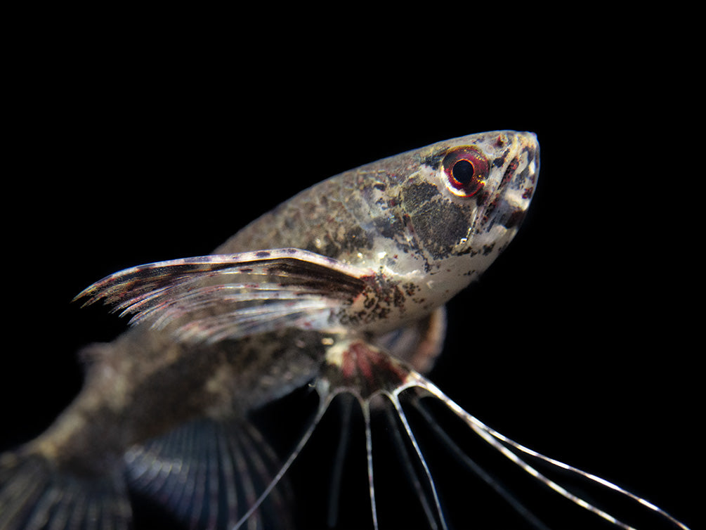 African Butterfly Fish (Pantodon buchholzi)