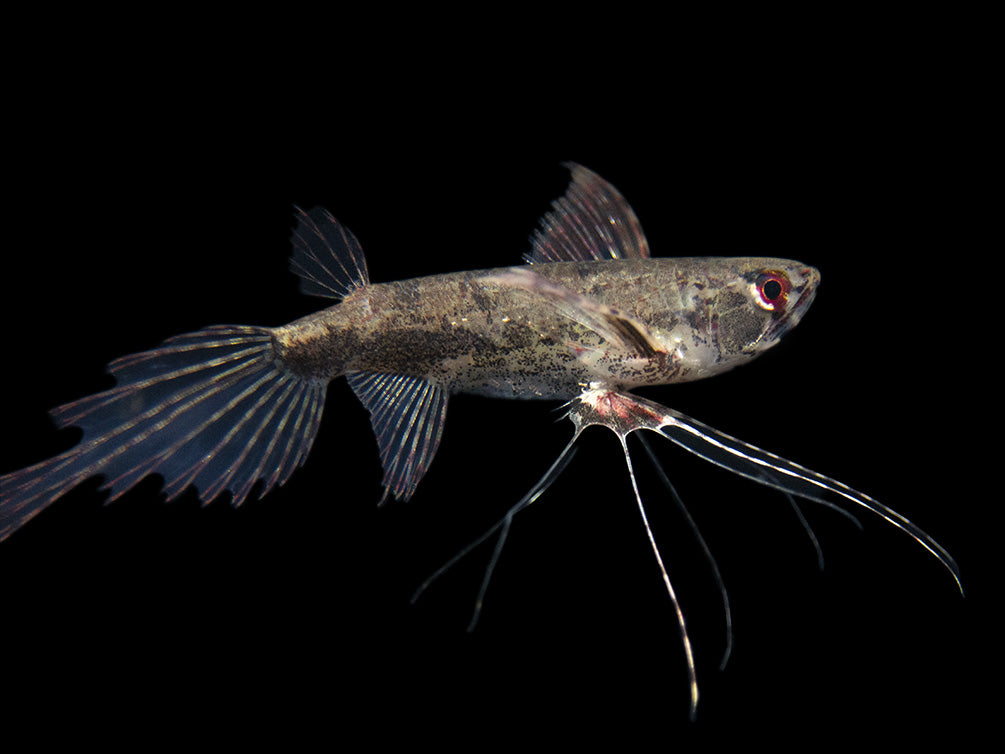 African Butterfly Fish (Pantodon buchholzi)