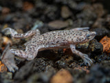 Dwarf African Frog (Hymenochirus curtipes), Tank-Bred
