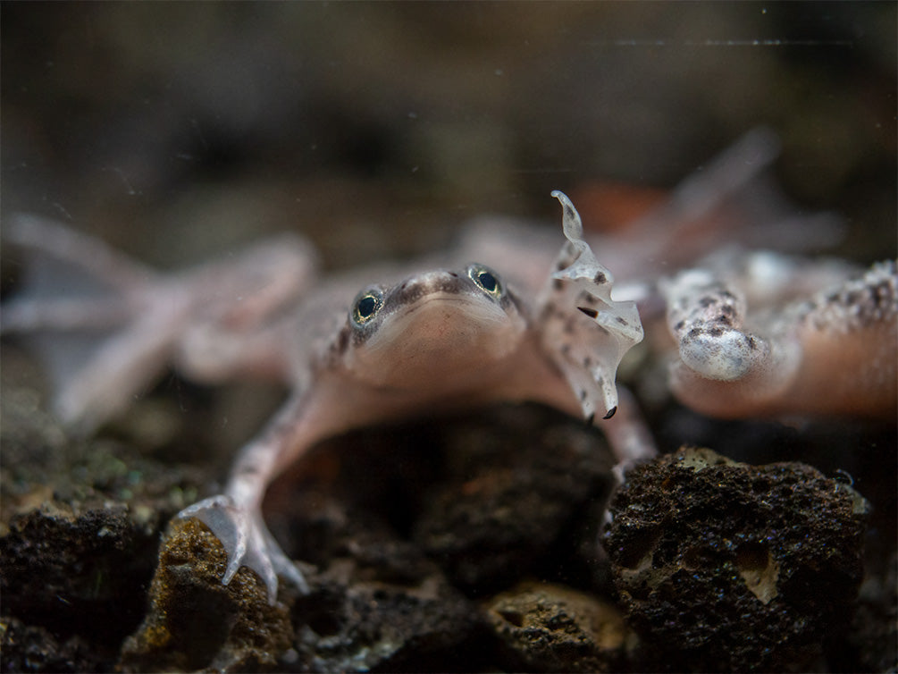 Dwarf African Frog (Hymenochirus curtipes), Tank-Bred