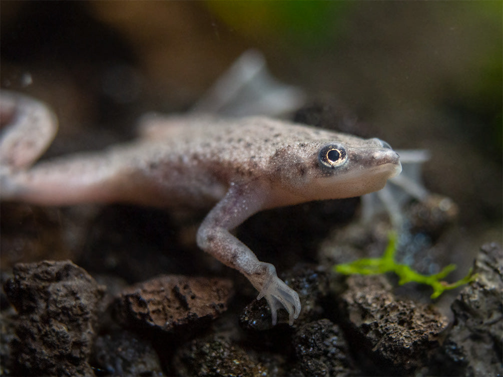 Dwarf African Frog (Hymenochirus curtipes), Tank-Bred