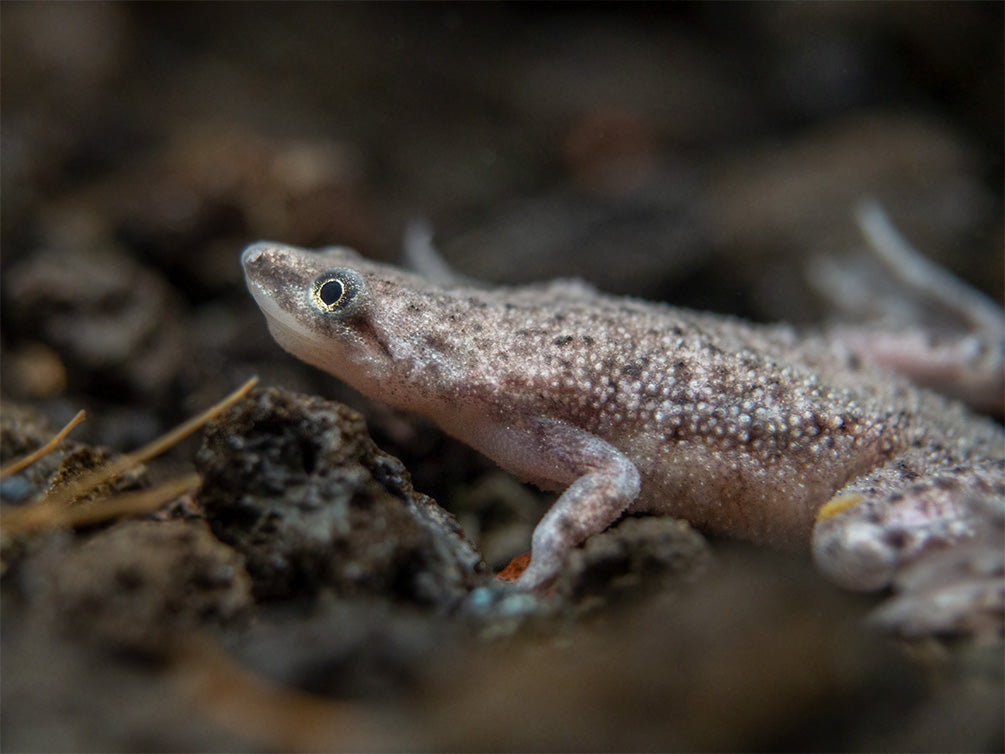 Dwarf African Frog (Hymenochirus curtipes), Tank-Bred