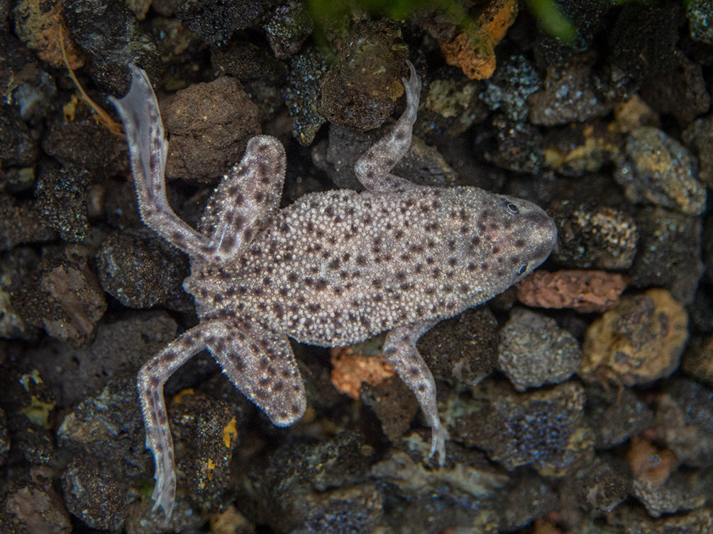 Dwarf African Frog (Hymenochirus curtipes), Tank-Bred