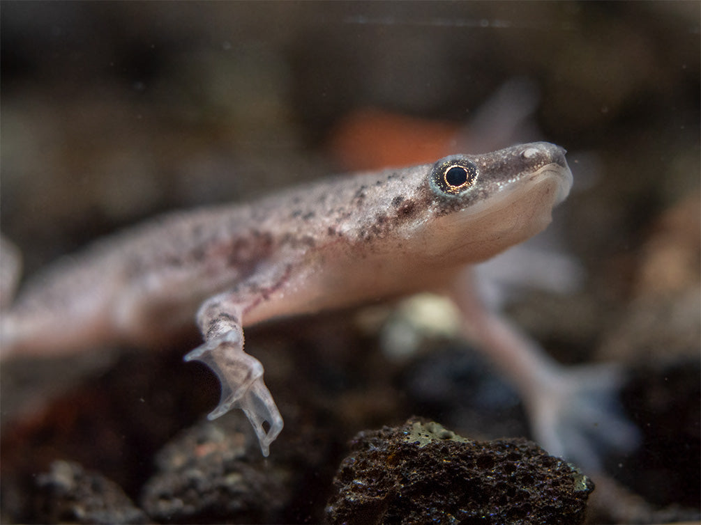 Dwarf African Frog (Hymenochirus curtipes), Tank-Bred