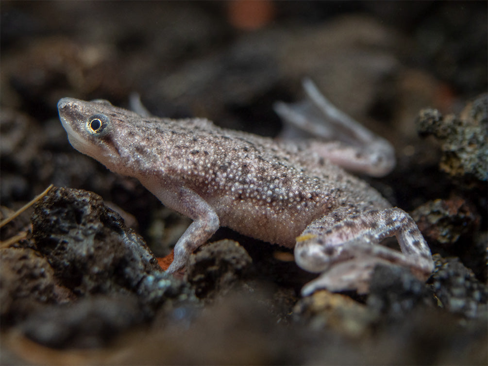 Dwarf African Frog (Hymenochirus curtipes), Tank-Bred