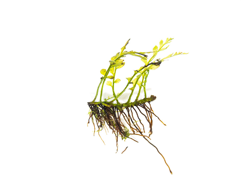 African Water Fern (Bolbitis heudelotii) Bare Root