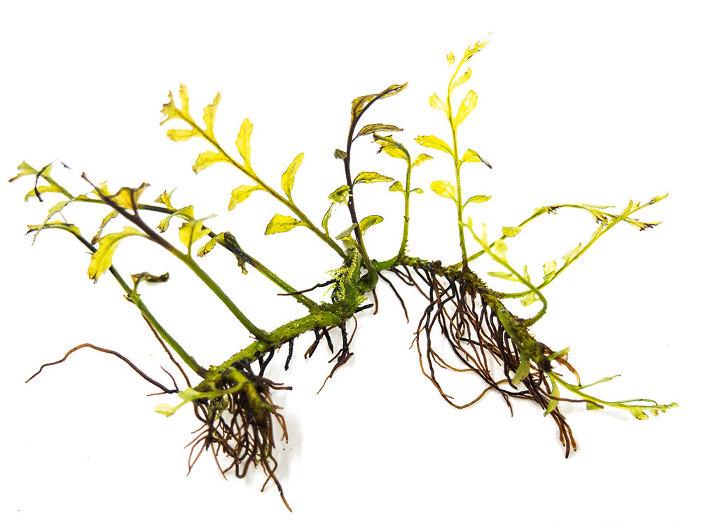 African Water Fern (Bolbitis heudelotii) Bare Root