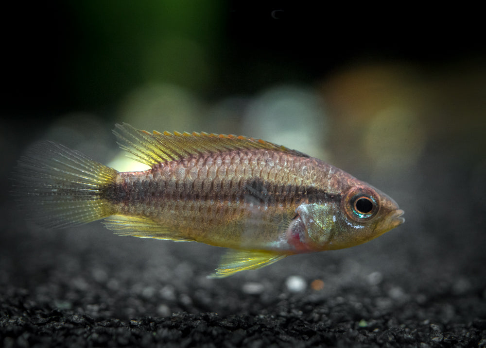 Agassizi's Dwarf Cichlid (Apistogramma cf. agassizii) - Tank-Bred!