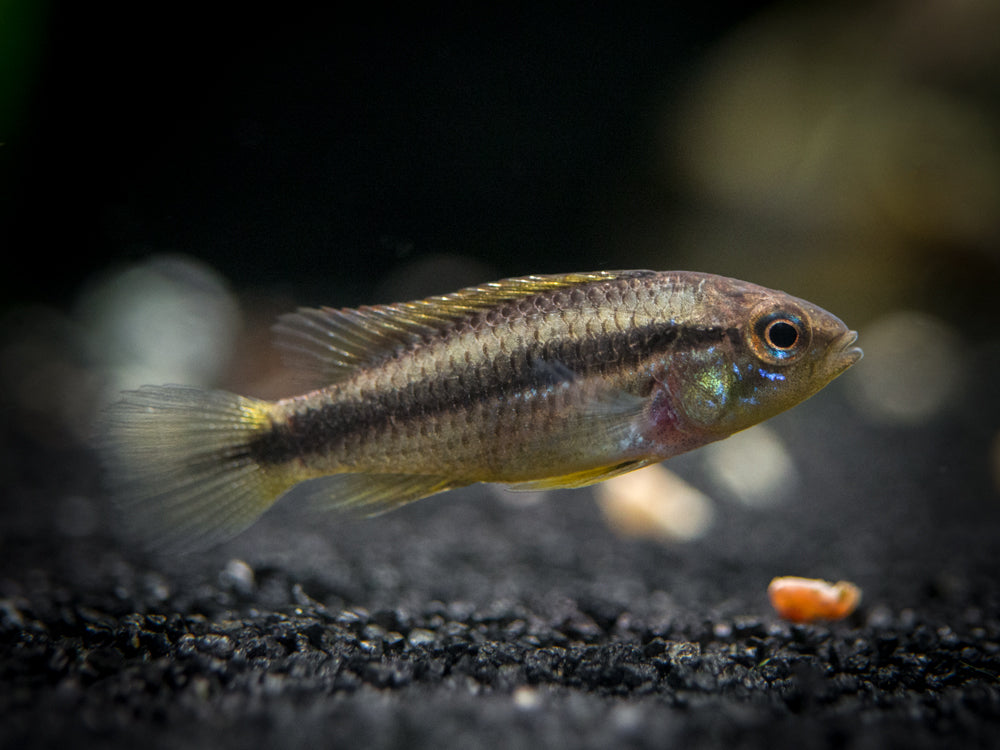 Agassizi's Dwarf Cichlid (Apistogramma cf. agassizii) - Tank-Bred!