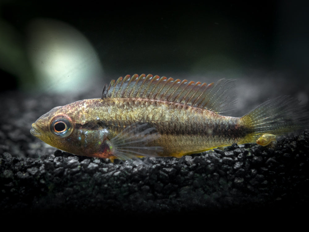 Agassizi's Dwarf Cichlid (Apistogramma cf. agassizii) - Tank-Bred!