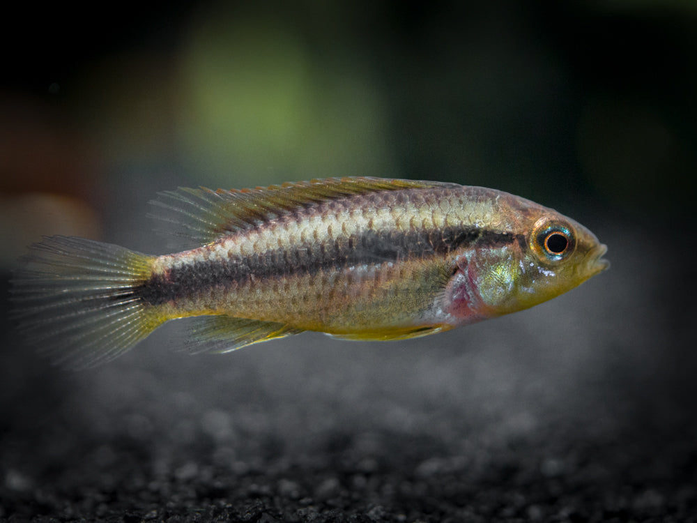 Agassizi's Dwarf Cichlid (Apistogramma cf. agassizii) - Tank-Bred!