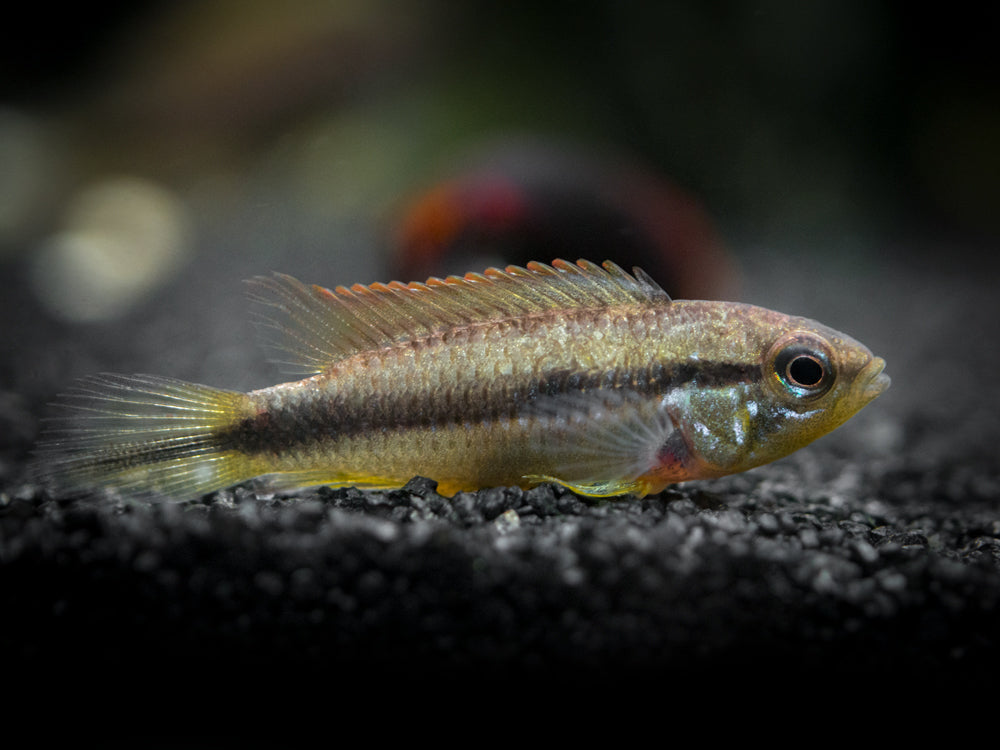 Agassizi's Dwarf Cichlid (Apistogramma cf. agassizii) - Tank-Bred!