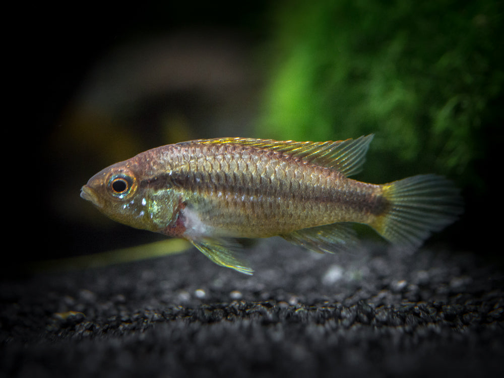 Agassizi's Dwarf Cichlid (Apistogramma cf. agassizii) - Tank-Bred!