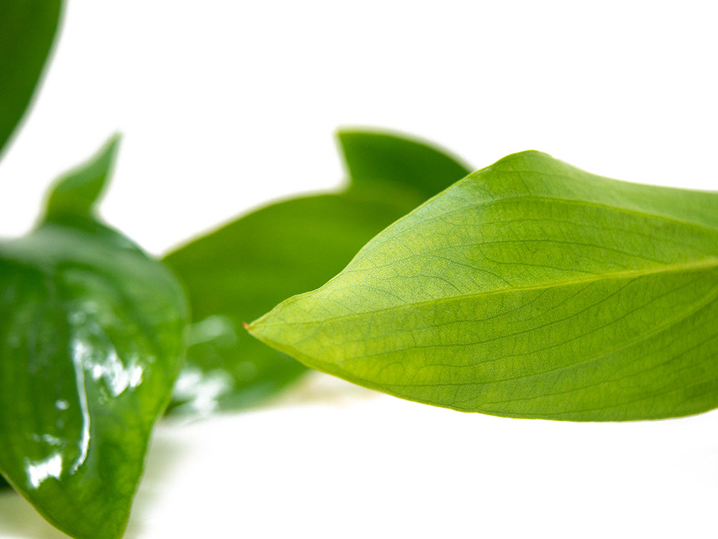 Anubias hastifolia