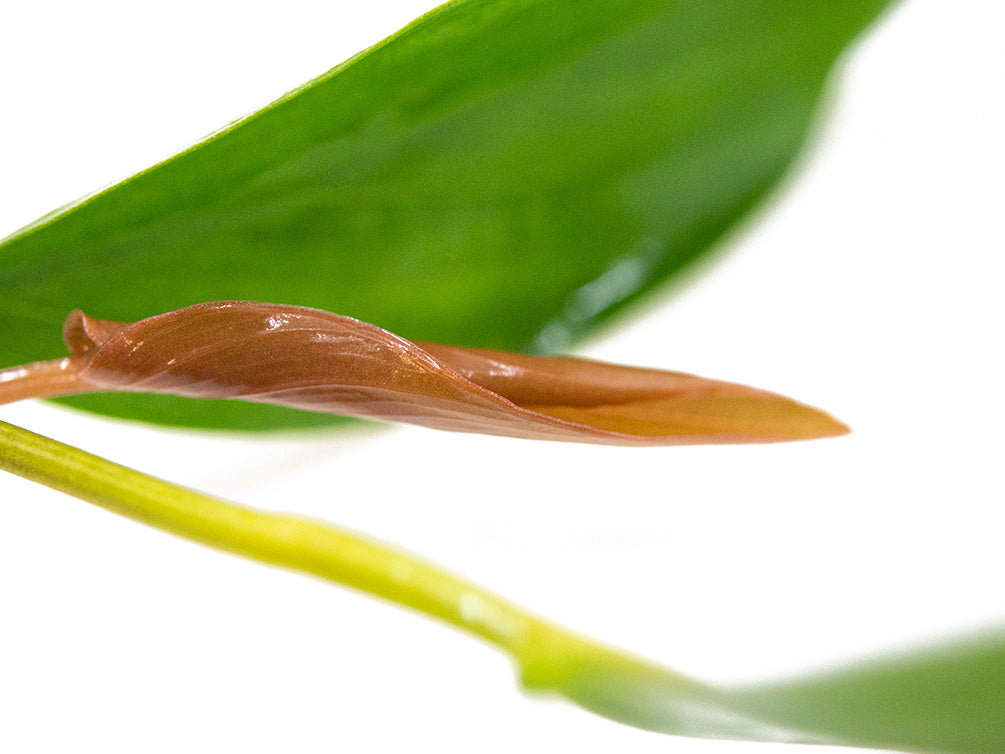 Anubias hastifolia