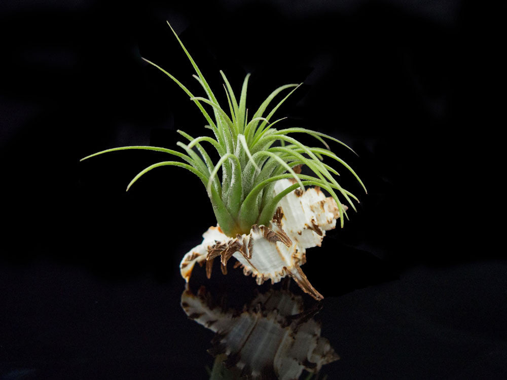 Tillandsia Air Plant Shell Kit - Includes 3 Live Plants and 3 Hand Picked Seashell Holders