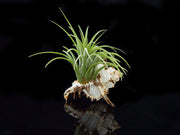 Tillandsia Air Plant Shell Kit - Includes 3 Live Plants and 3 Hand Picked Seashell Holders