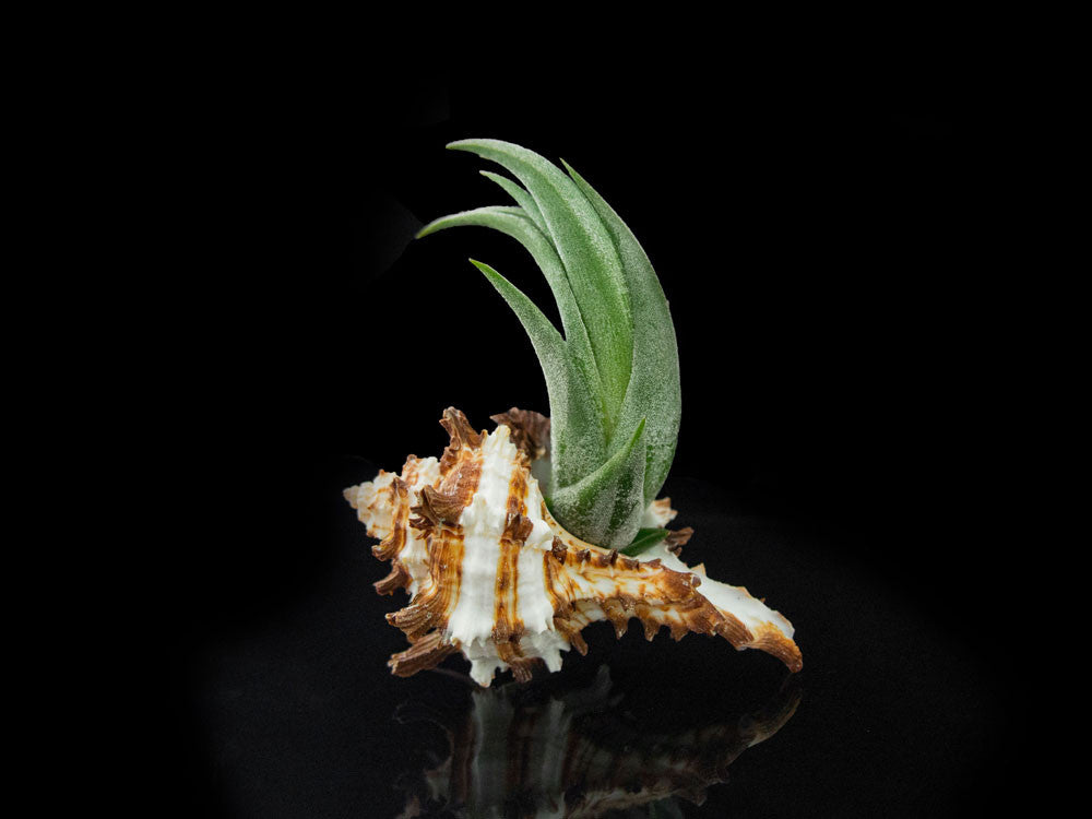 Tillandsia Air Plant Shell Kit - Includes 3 Live Plants and 3 Hand Picked Seashell Holders