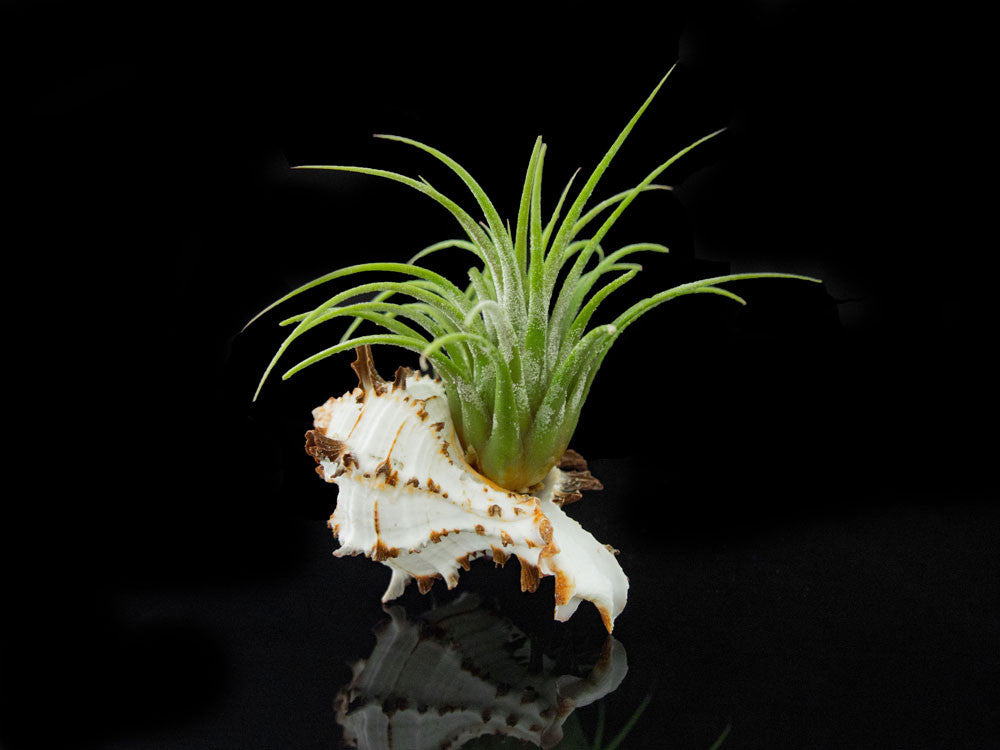 Tillandsia Air Plant Shell Kit - Includes 3 Live Plants and 3 Hand Picked Seashell Holders