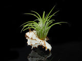 Tillandsia Air Plant Shell Kit - Includes 3 Live Plants and 3 Hand Picked Seashell Holders