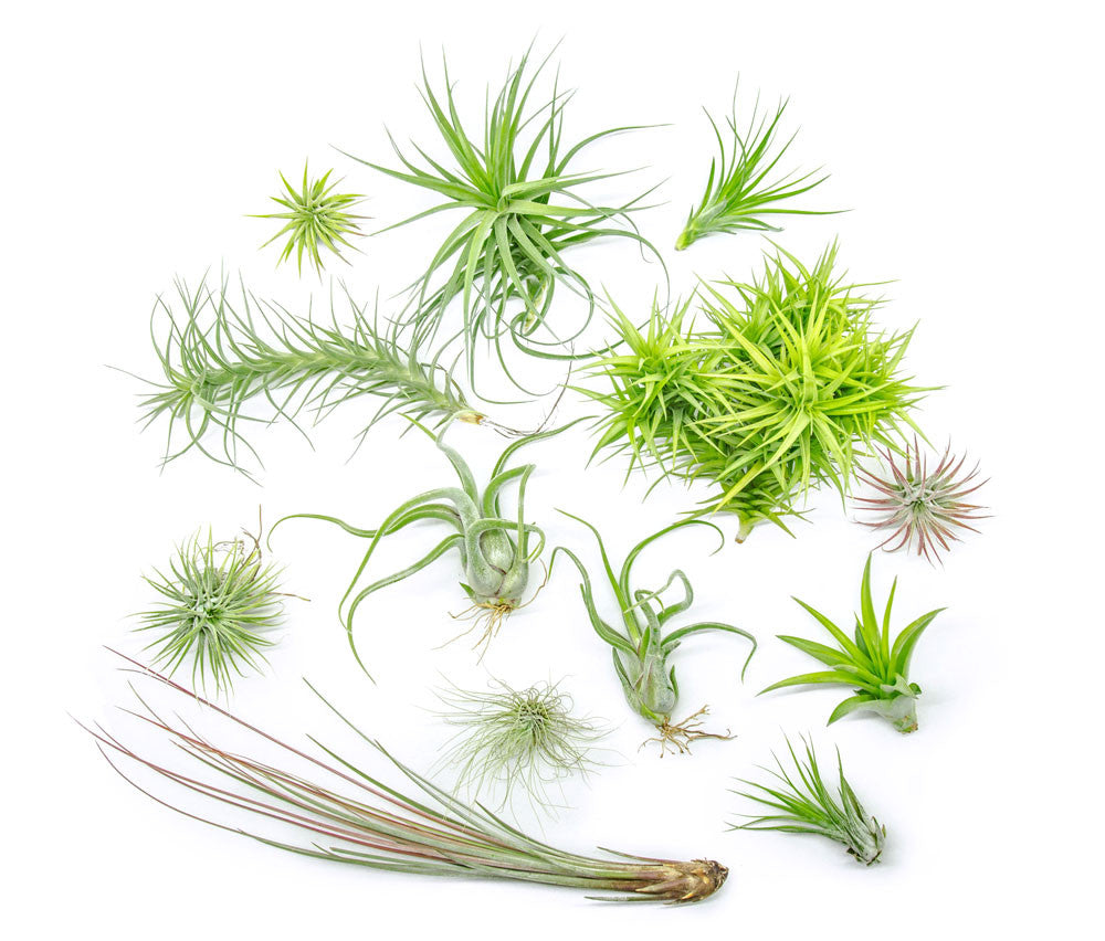 Air Plant Variety Pack - Bulk Assorted Species of Live Tillandsia with Fertilizer Bottle