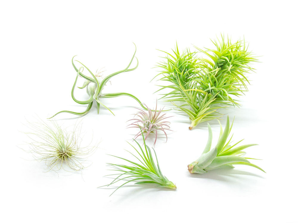 Air Plant Variety Pack - Bulk Assorted Species of Live Tillandsia with Fertilizer Bottle