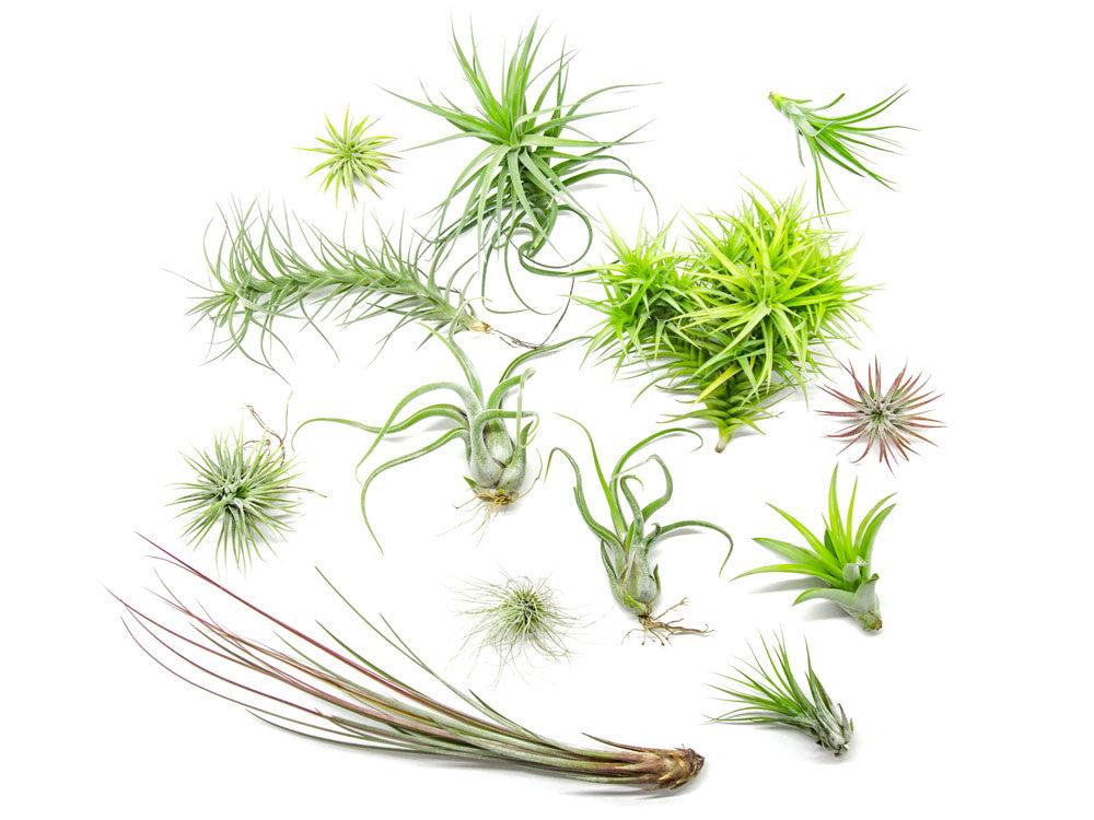 Air Plant Variety Pack - Bulk Assorted Species of Live Tillandsia with Fertilizer Bottle