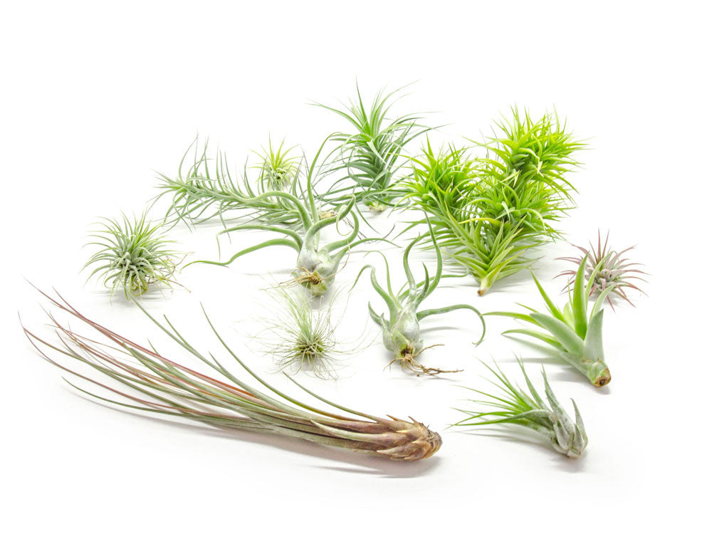 Air Plant Variety Pack - Bulk Assorted Species of Live Tillandsia with Fertilizer Bottle