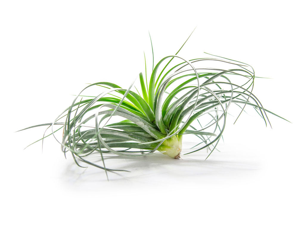 Air Plant Variety Pack - Bulk Assorted Species of Live Tillandsia with Fertilizer Bottle