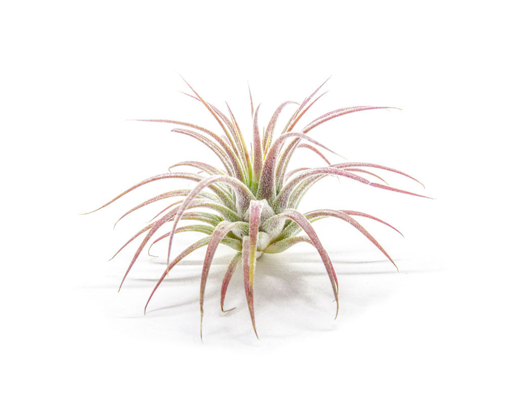 Air Plant Variety Pack - Bulk Assorted Species of Live Tillandsia with Fertilizer Bottle