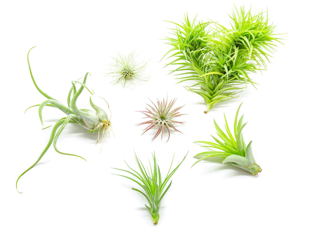 Air Plant Variety Pack - Bulk Assorted Species of Live Tillandsia with Fertilizer Bottle