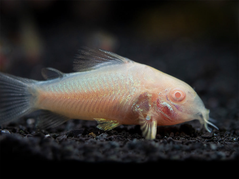 Albino Aeneus Cory Catfish (Corydoras aeneus), Tank-Bred