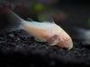 Albino Aeneus Cory Catfish (Corydoras aeneus), Tank-Bred