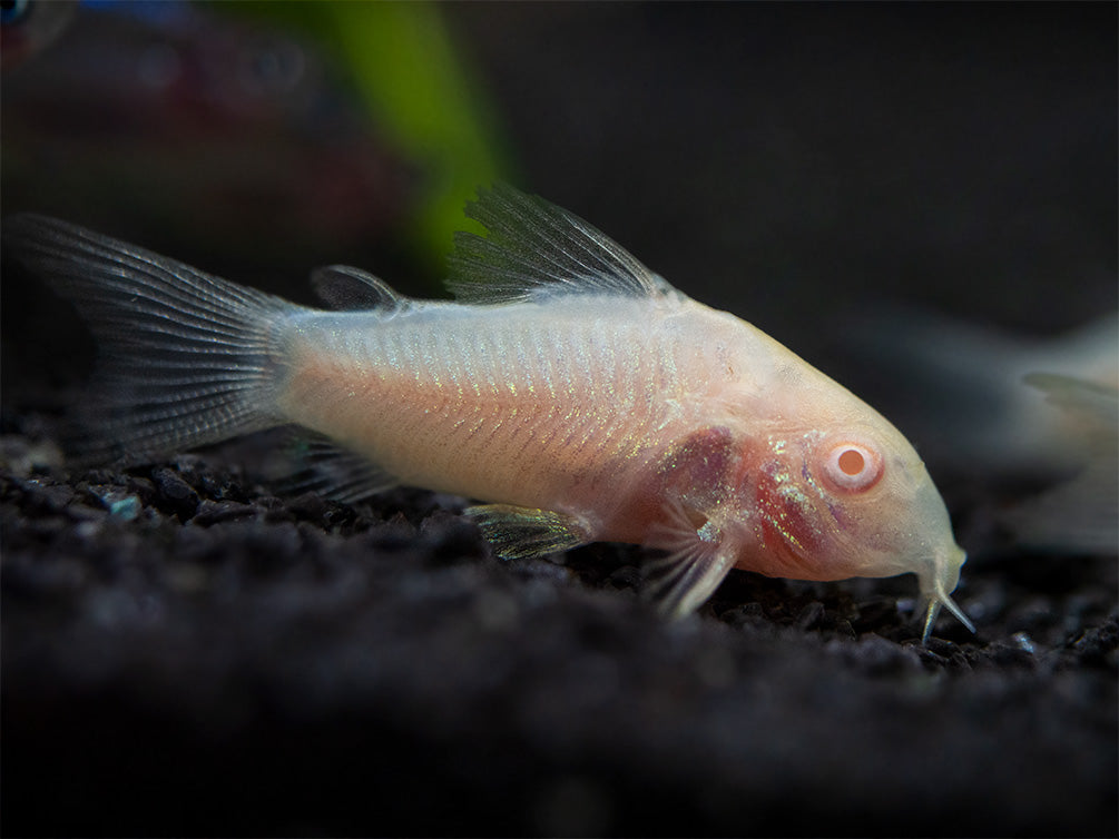 Albino Aeneus Cory Catfish (Corydoras aeneus), Tank-Bred