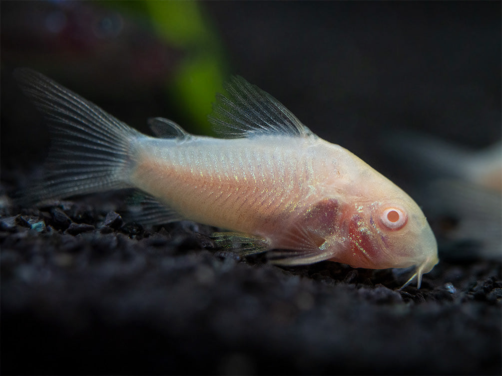 Albino Aeneus Cory Catfish (Corydoras aeneus), Tank-Bred