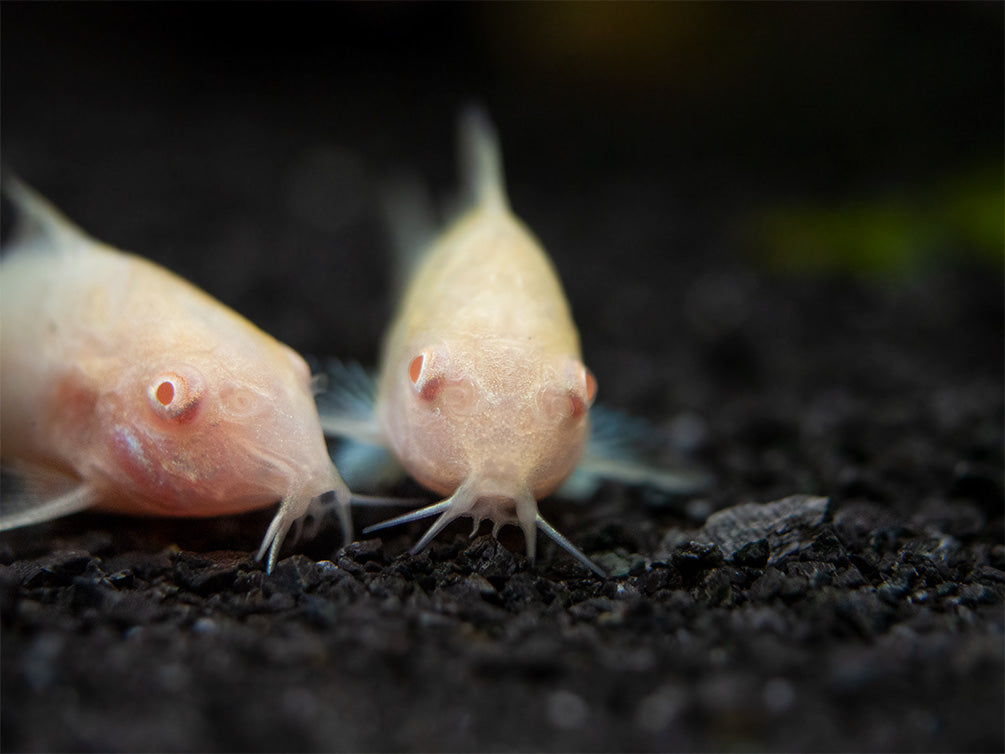 Albino Aeneus Cory Catfish (Corydoras aeneus), Tank-Bred