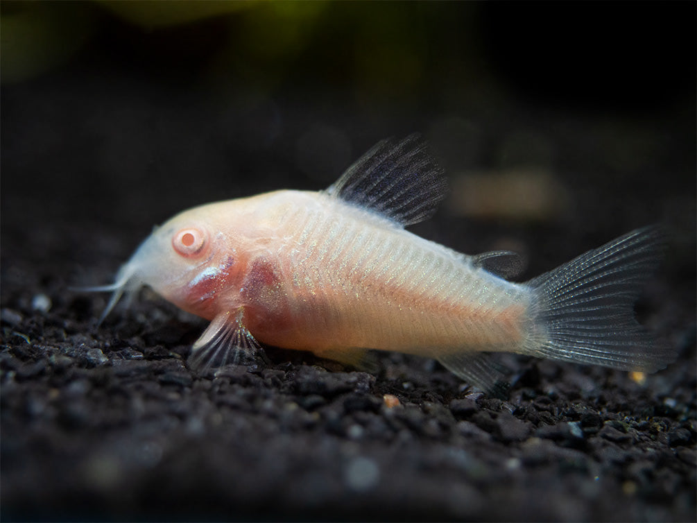 Albino Aeneus Cory Catfish (Corydoras aeneus), Tank-Bred
