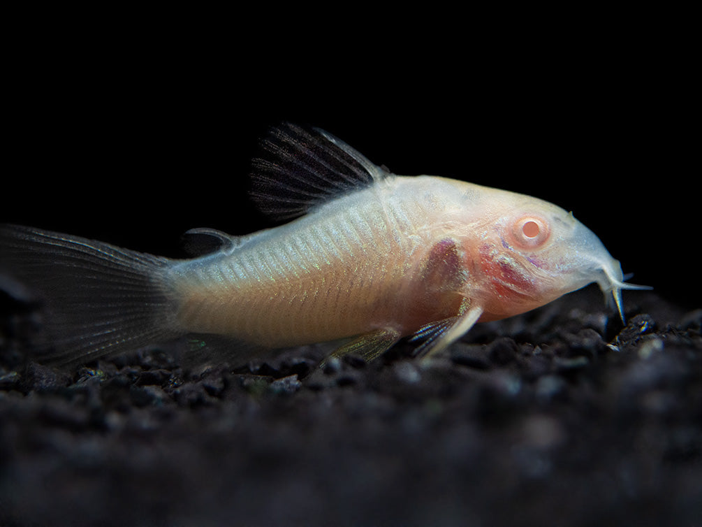 Albino Aeneus Cory Catfish (Corydoras aeneus), Tank-Bred