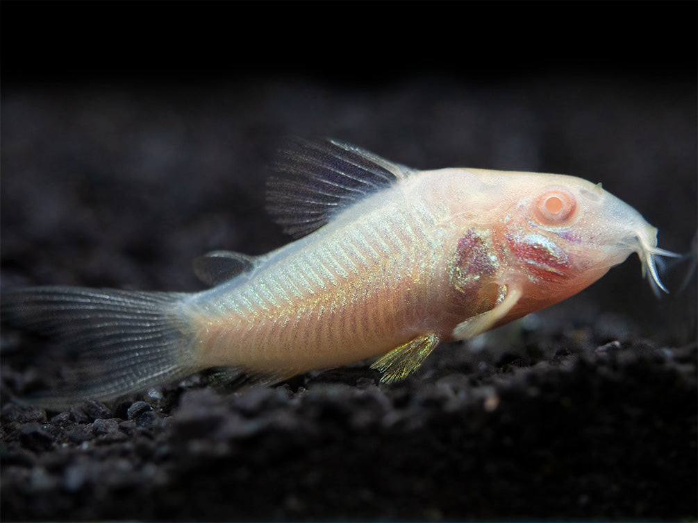 Albino Aeneus Cory Catfish (Corydoras aeneus), Tank-Bred