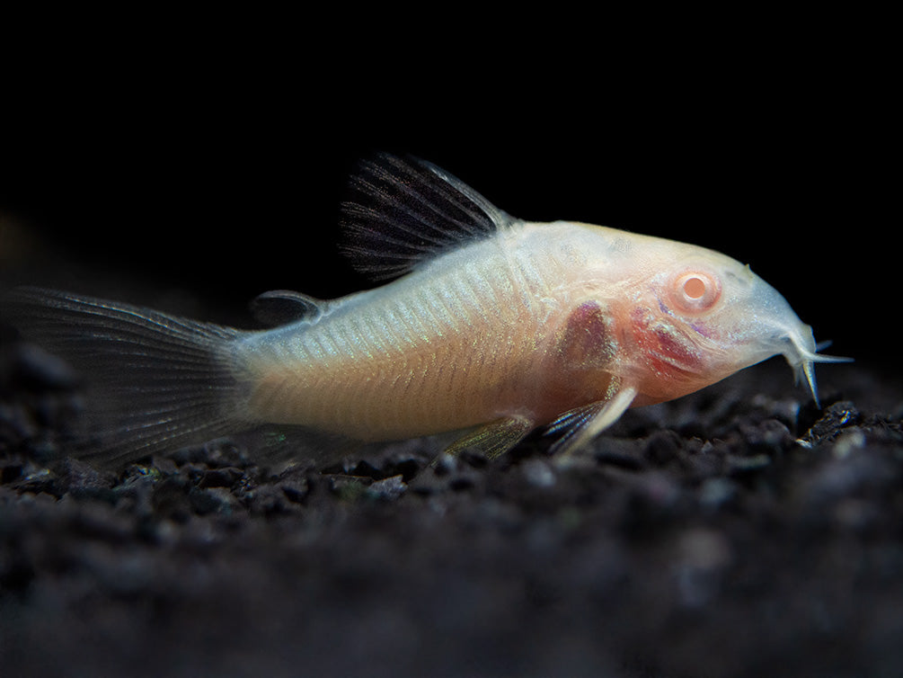 Albino Aeneus Cory Catfish (Corydoras aeneus), Tank-Bred