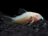 Albino Aeneus Cory Catfish (Corydoras aeneus), Tank-Bred