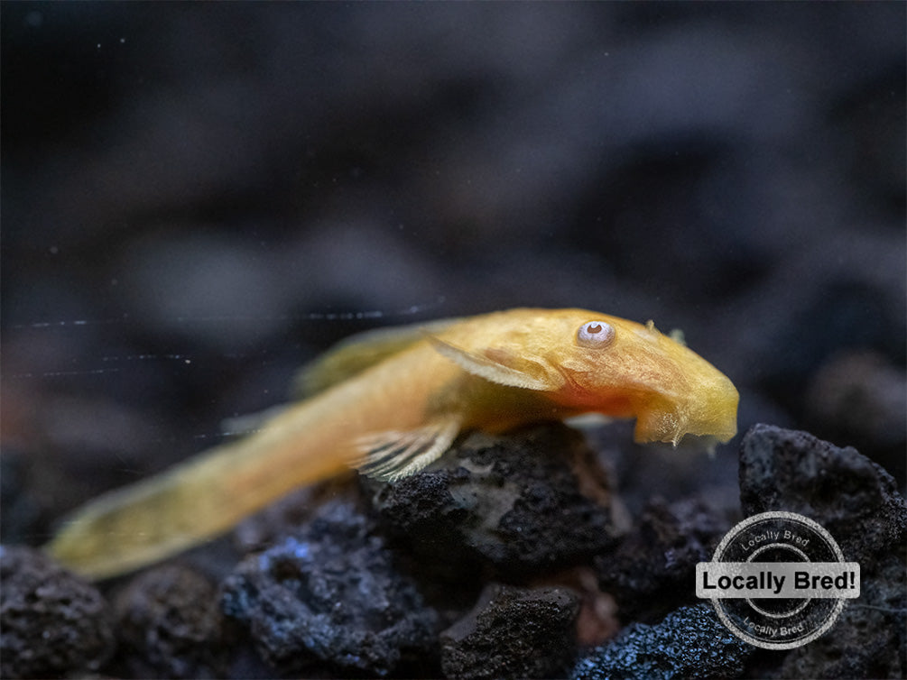 Albino Bristlenose Pleco (Ancistrus cf. cirrhosus) - Locally Bred!