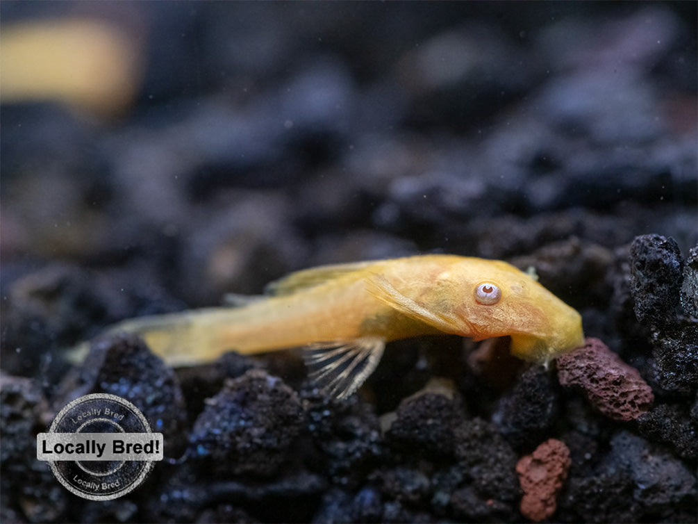 Albino Bristlenose Pleco (Ancistrus cf. cirrhosus) - Locally Bred!
