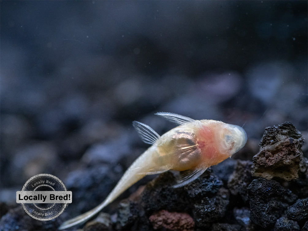 Albino Bristlenose Pleco (Ancistrus cf. cirrhosus) - Locally Bred!