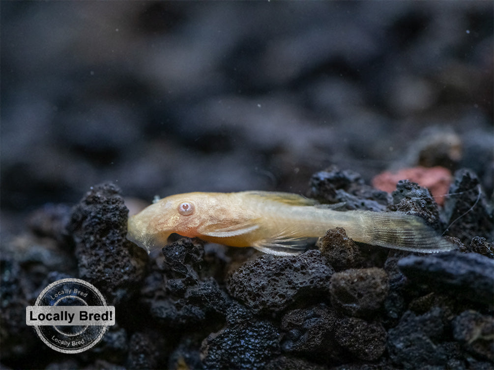 Albino Bristlenose Pleco (Ancistrus cf. cirrhosus) - Locally Bred!