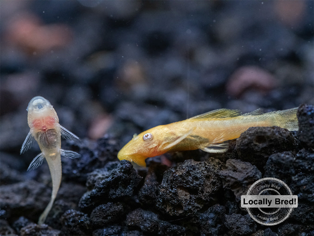 albino kıllı plecostomus