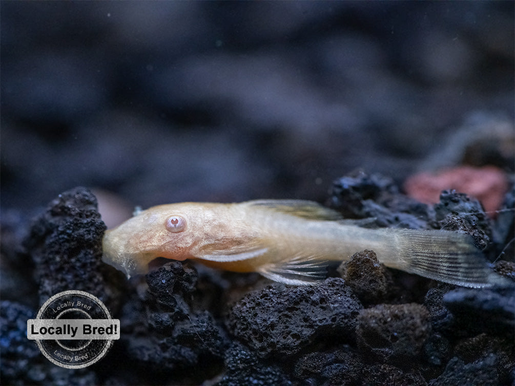 Albino Bristlenose Pleco (Ancistrus cf. cirrhosus) - Locally Bred!