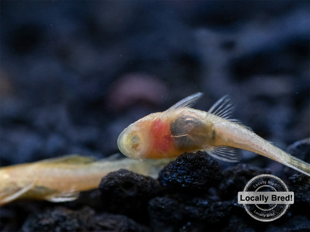 Albino Bristlenose Pleco (Ancistrus cf. cirrhosus) - Locally Bred!