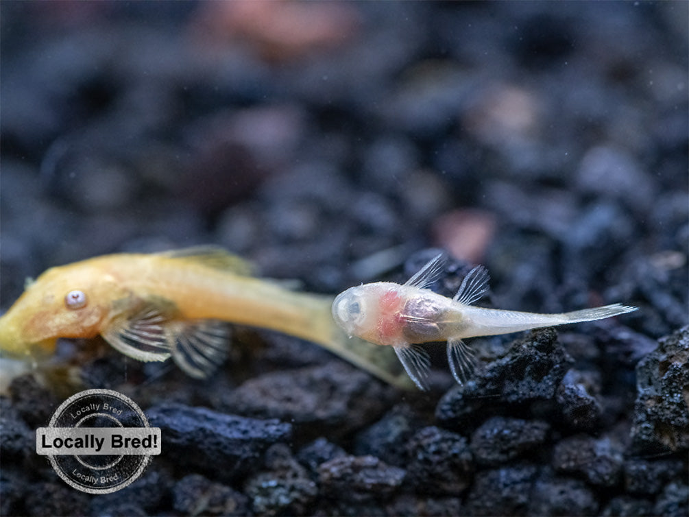 Albino Bristlenose Pleco (Ancistrus cf. cirrhosus) - Locally Bred!